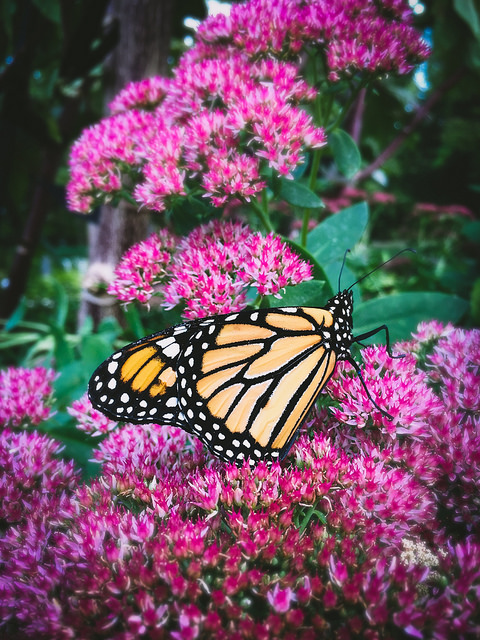 Sweet Messenger - Monarch Butterfly – Chala Group