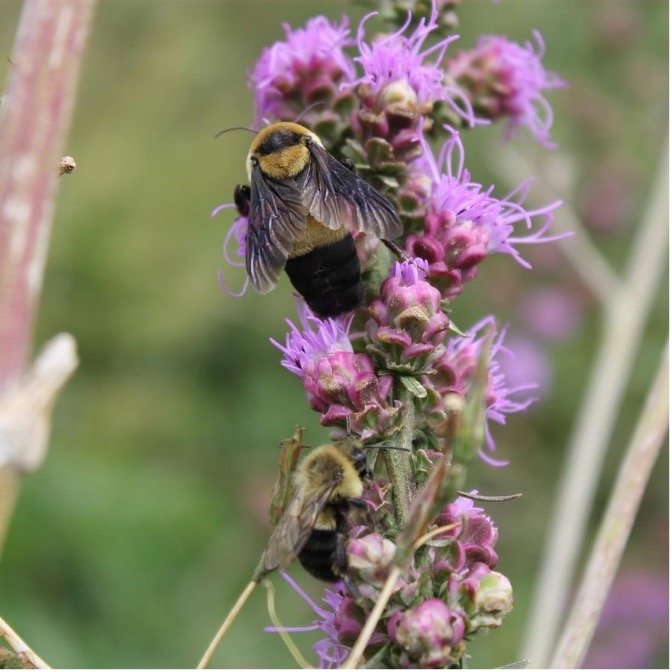Grand Island Pollinator Garden