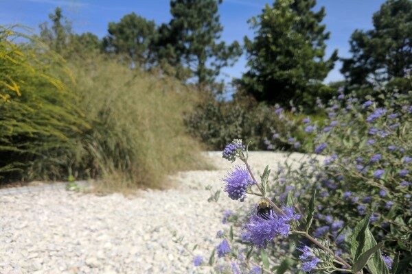 Bee on blue flowers in Columbus pollinator garden.