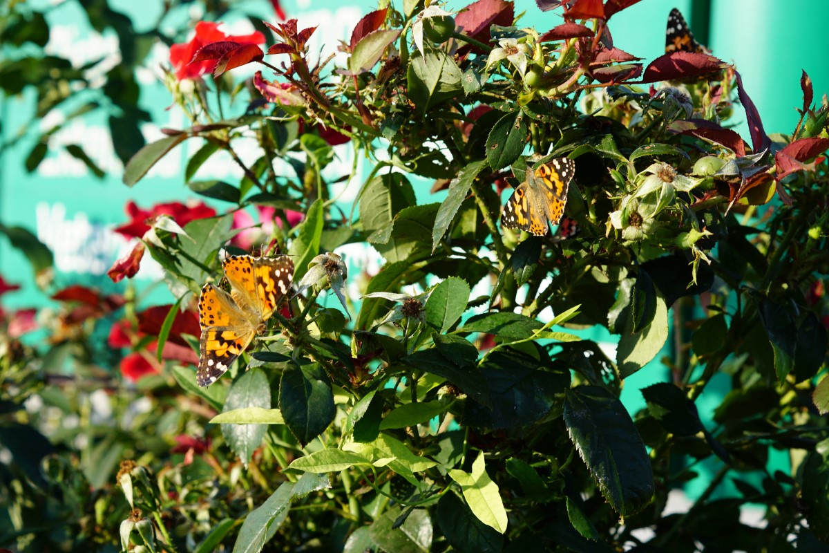 Butterflies on flowers in Grand Island pollinator garden.