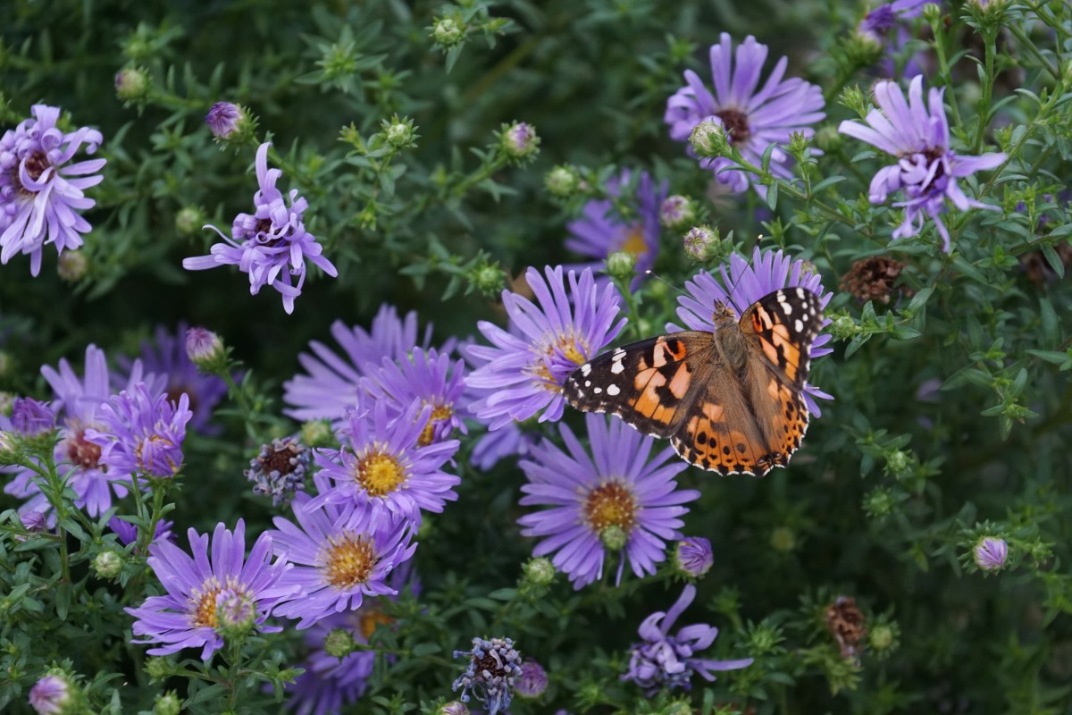Butterfly on flower in Grand Island pollinator garden.