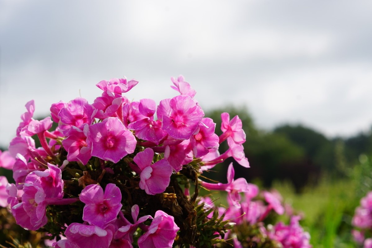 Flowers in Grand Island pollinator garden.