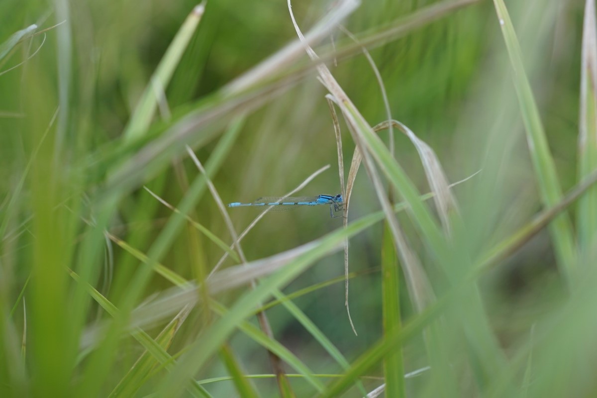 Dragonfly in grass in Grand Island pollinator garden.