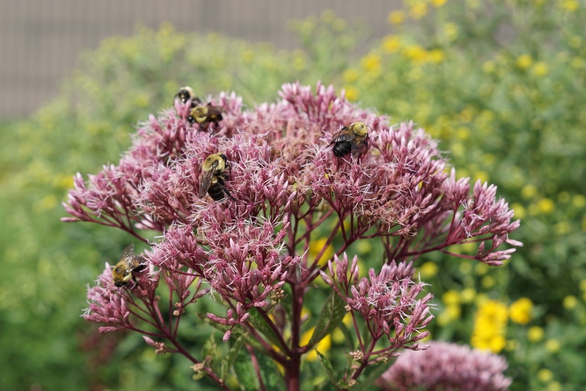 Bees on flowers in Grand Island pollinator garden.