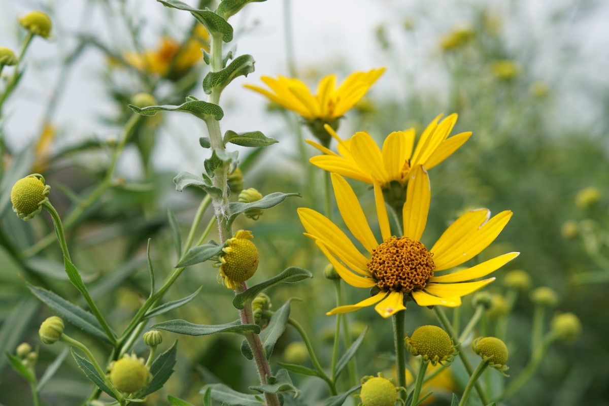 Flowers in Grand Island pollinator garden.
