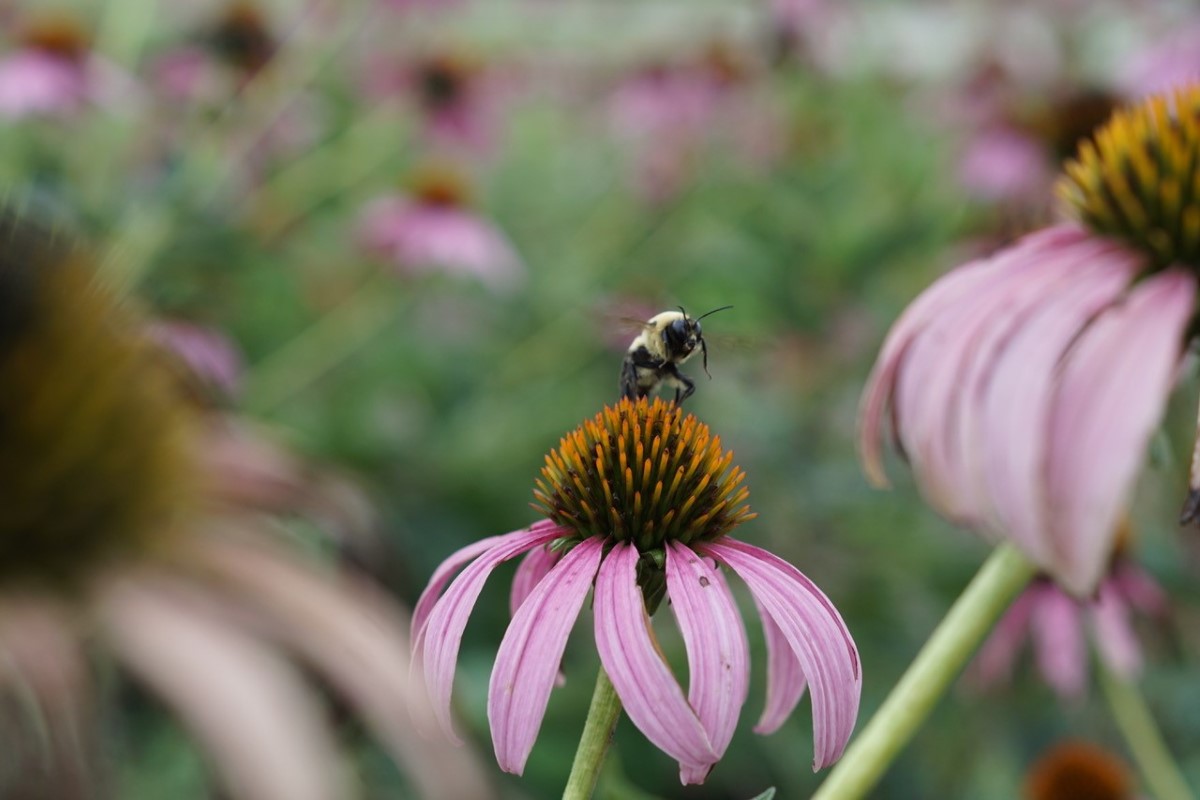 Bees on purple coneflower in Grand Island pollinator garden.