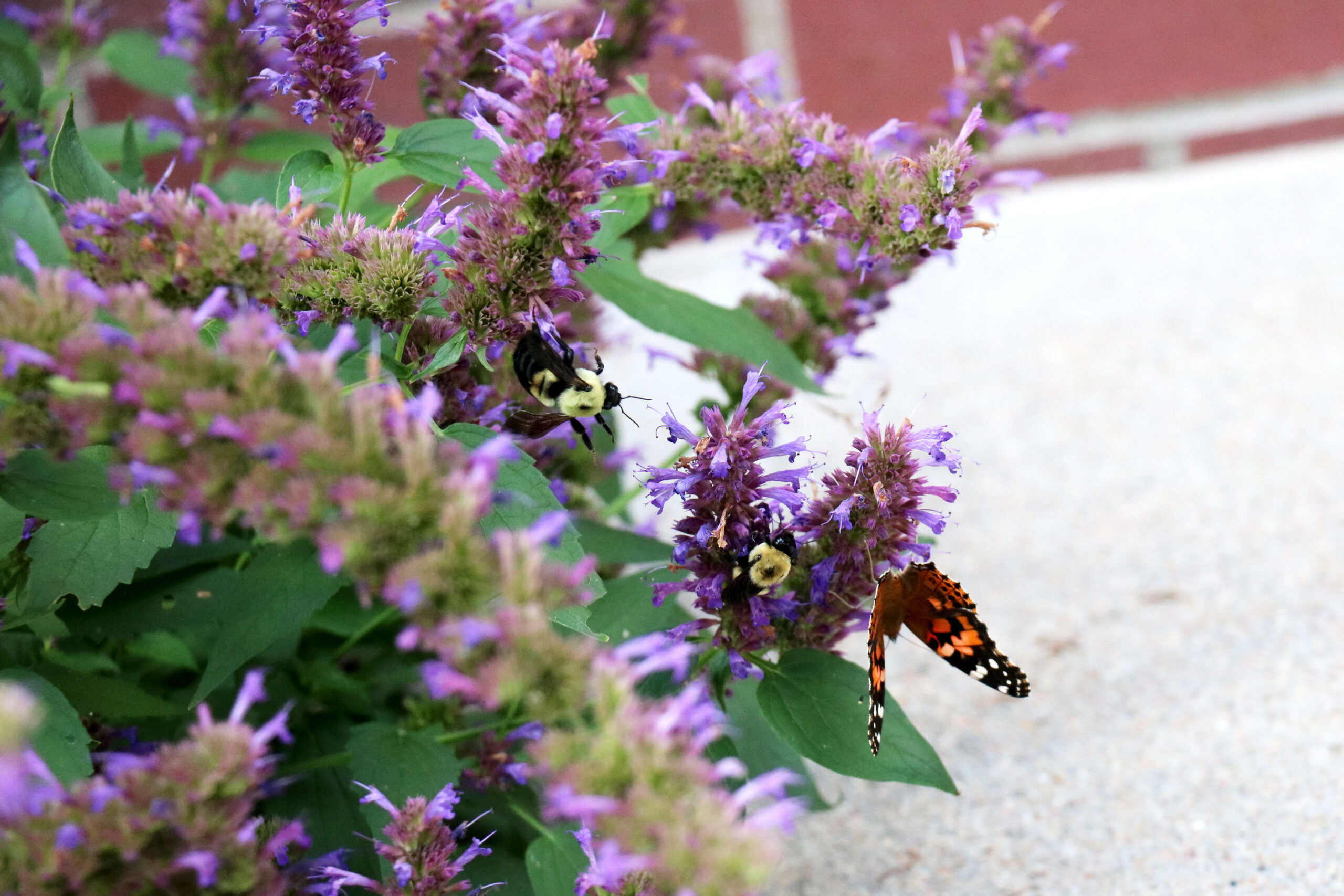 Butterflies and Bees in Hastings Garden.