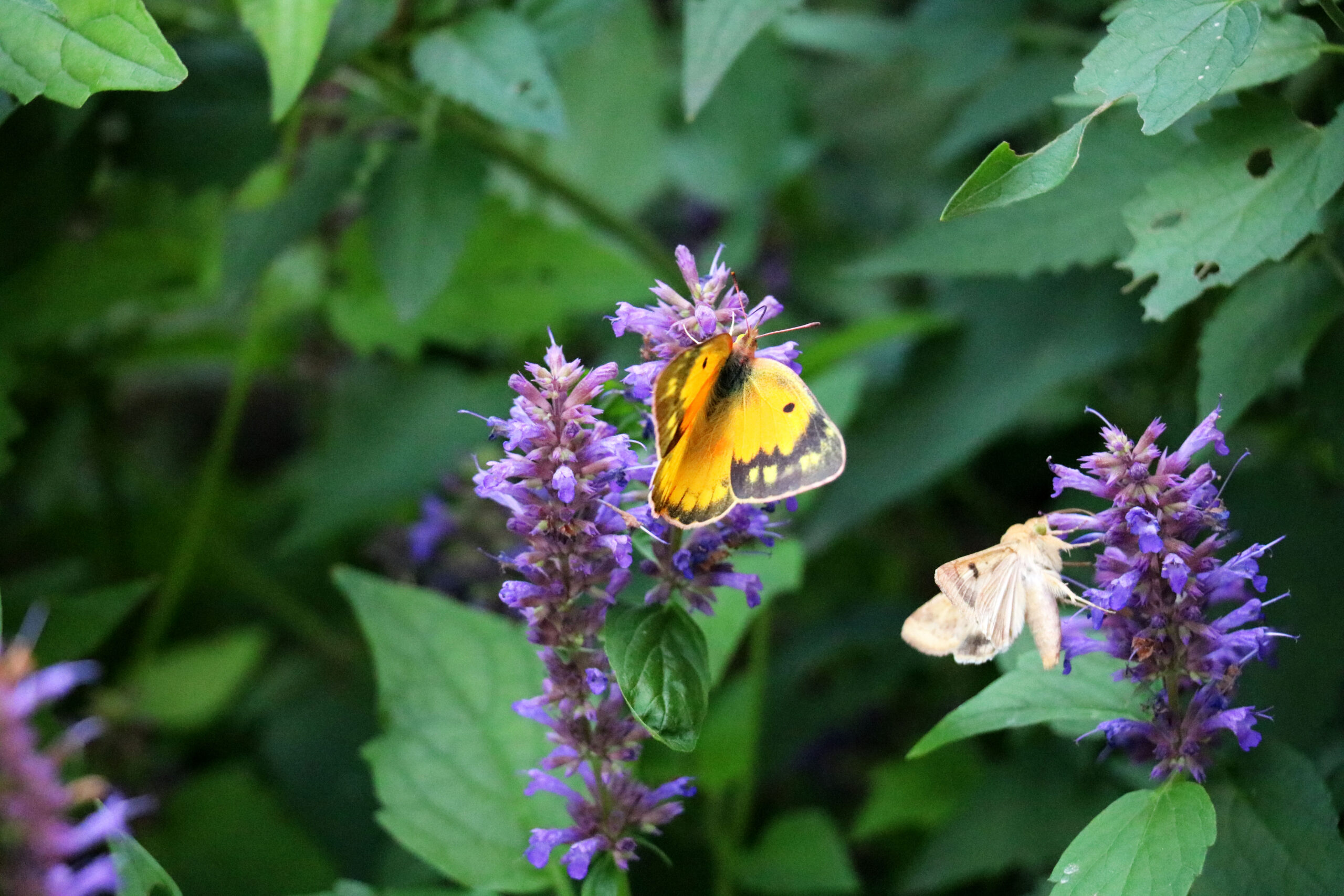 Butterflies and flowers in Hastings Garden.