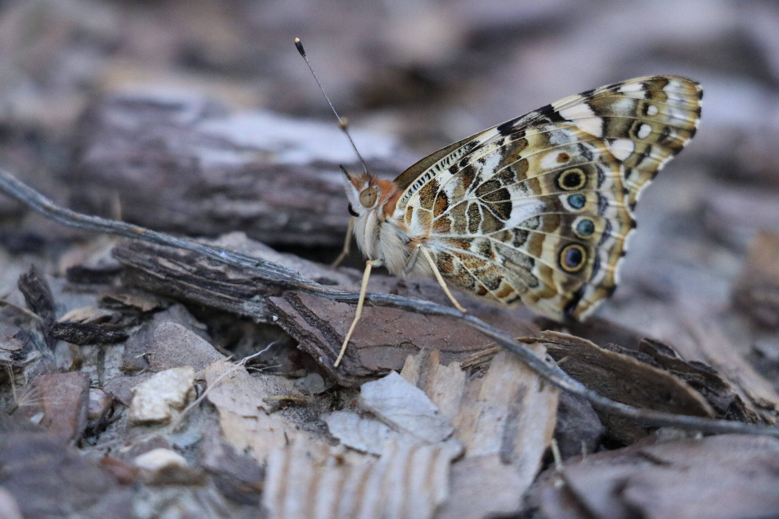 Butterfly on the ground in Hastings Garden.