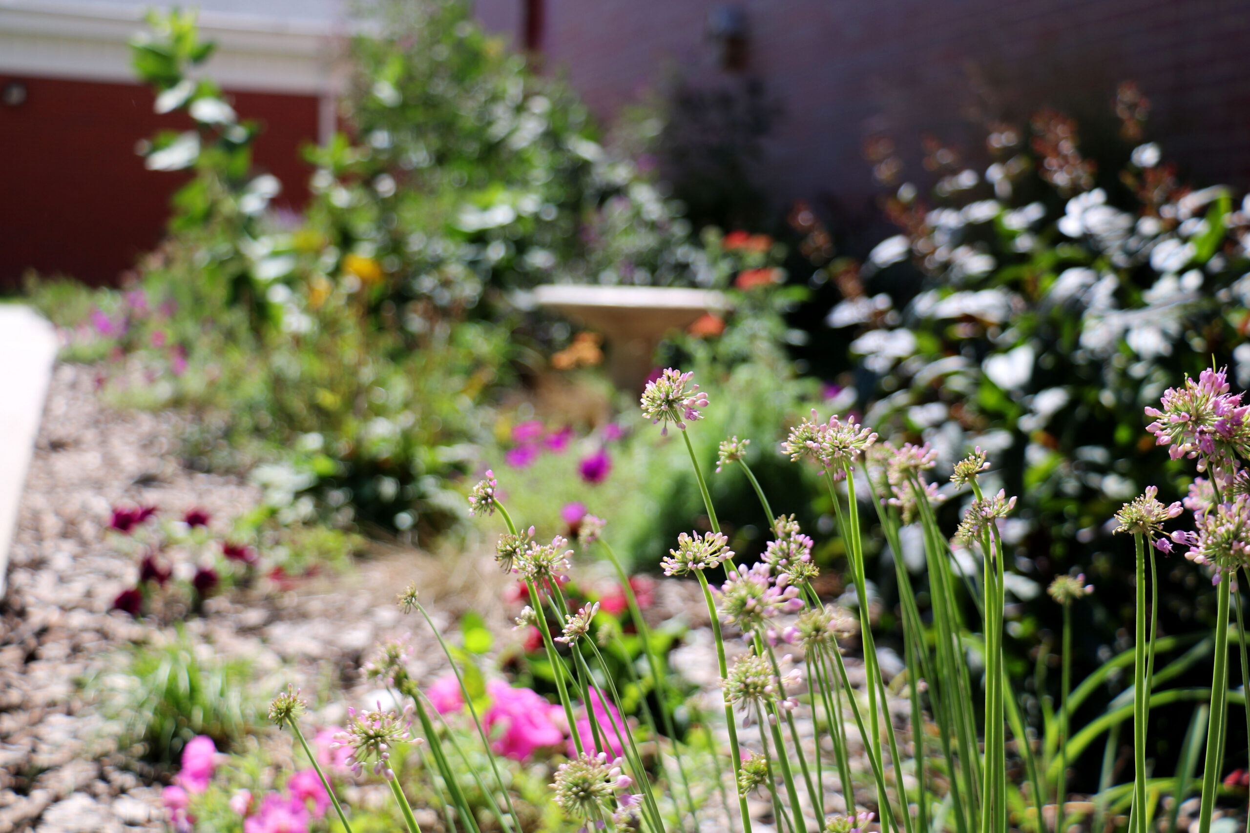 Flowers in the Hastings pollinator garden.