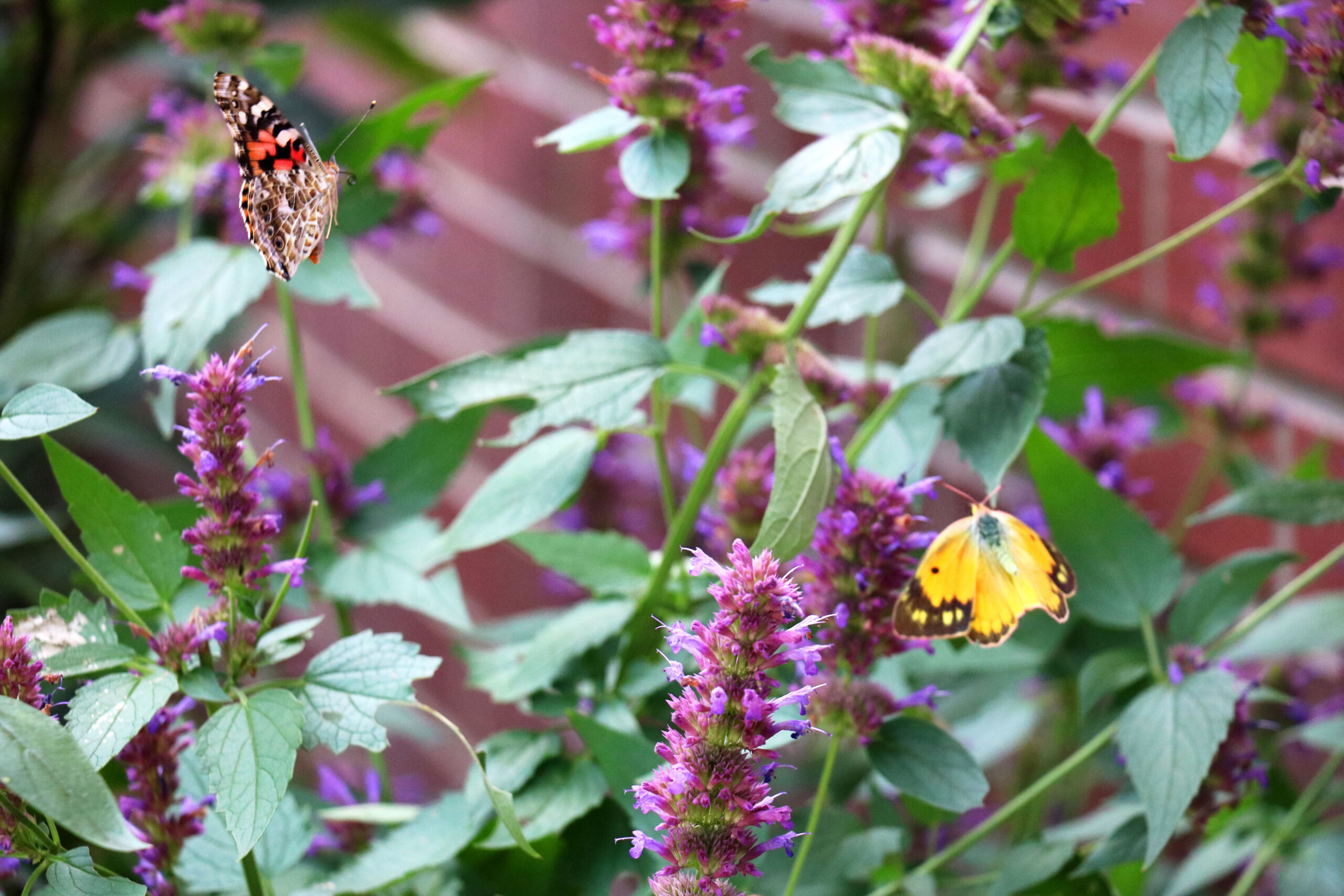 Butterflies on flowers in the Hastings pollinator garden.