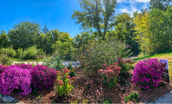 pollinator flowers along the Aubles Pond and Nature Trail.